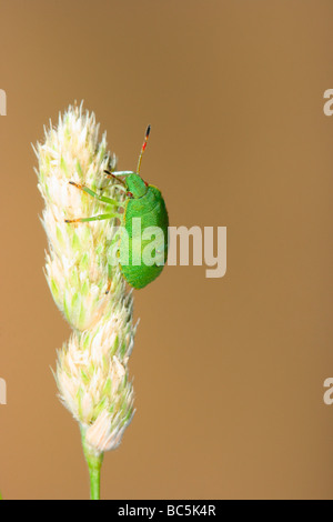 Bug di protezione, Nezara viridula. Ninfa sullo stelo Foto Stock