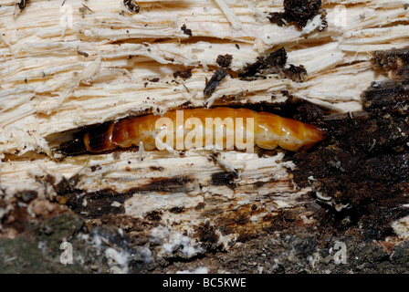 Larva di un clic beetle, famiglia Elateridae. Fare clic su beetle larve sono noti anche come wireworms. Foto Stock