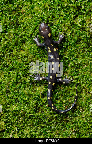 Salamandra pezzata, Ambystoma maculatum, sul muschio Foto Stock