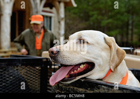 Giallo Labrador Retriever sulla caccia Rig con Hunter dietro a Buckeye piantagione in Georgia Foto Stock
