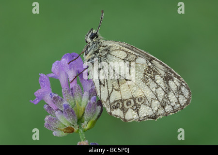 Scacchiera butterfly (Melanargia galathea) sul fiore Foto Stock