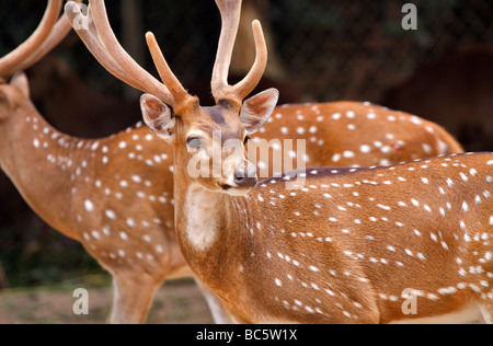 Asse deer Cervus asse Foto Stock