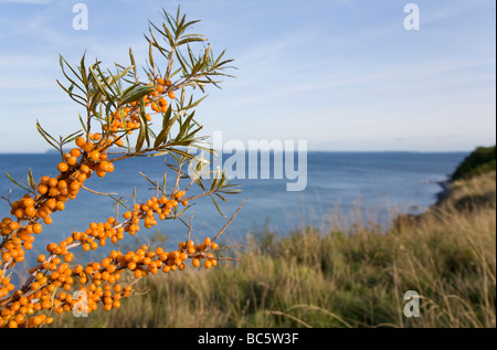 Germania, Meclenburgo-Pomerania Occidentale, Rügen, Kap Arkona, sallow thorn (Hippophae rhamnoides nota), close up Foto Stock