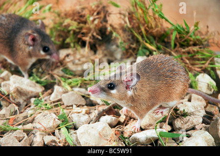 Il Cairo spinoso Mouse Acomys cahirinus Israele Foto Stock