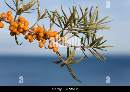 Germania, Meclenburgo-Pomerania Occidentale, Rügen, Kap Arkona, sallow thorn (Hippophae rhamnoides nota), close up Foto Stock