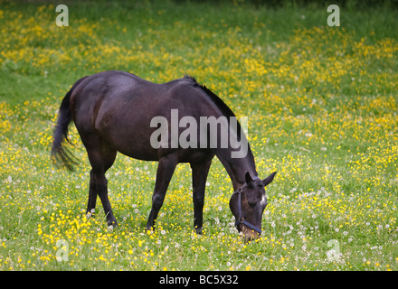 Cavallo nero (Equus caballus ferus) pascolare in un campo di tarassaco in Svizzera Foto Stock