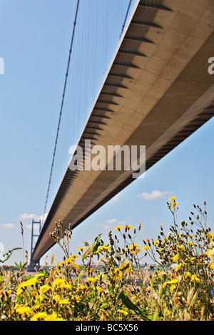 Ponte Humber Hull East Yorkshire Inghilterra Focus è sui fiori selvatici a fronte dell'immagine Foto Stock