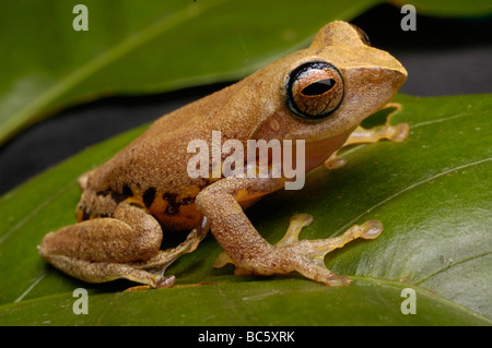 Masked raganella, Rhacophorus angulirostris, seduta su una foglia. Noto anche come il Flying Frog Foto Stock