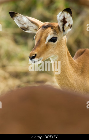 Giovani Impala - Samburu riserva nazionale, Kenya Foto Stock