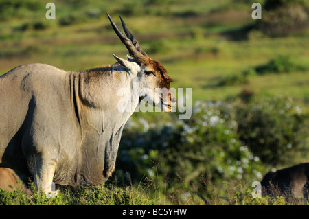 Eland Taurotragus oryx bull mostra di giogaia capo orientale del Sud Africa Foto Stock