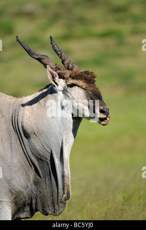 Eland Taurotragus oryx bull mostra di giogaia capo orientale del Sud Africa Foto Stock