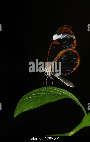 Anta vetro Butterfly Greta oto in appoggio sulla lamina nativo di Panama Foto Stock