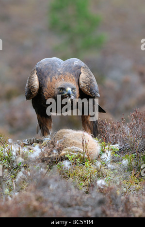 Aquila reale Aquila chrysaetos alimentazione su lepre bianca Scozia captive Foto Stock