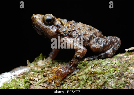 Foro albero di rana, Metaphrynella sundana, seduti sul muschio. Noto anche come il Borneo Treefrog Foto Stock