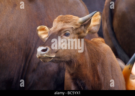 Indian Gaur, Bos gaurus Foto Stock