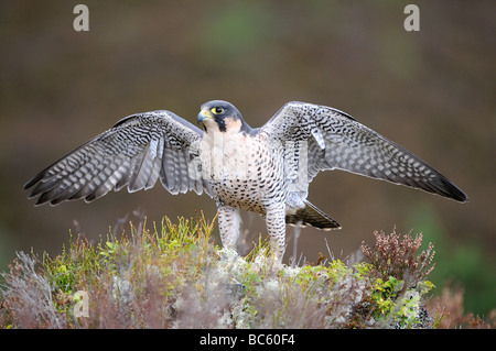 Falco pellegrino Falco peregrinus in piedi di heather ali distese Scozia captive Foto Stock