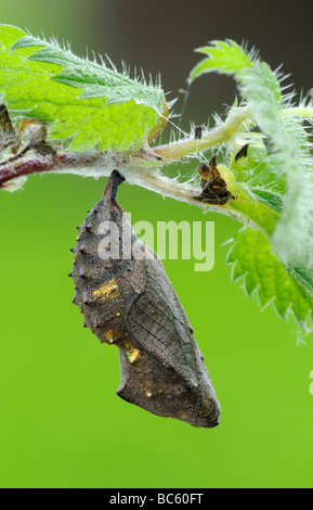 Red Admiral Butterfly Vanessa Atalanta pupa o crisalide appeso ortica stelo Oxfordshire UK Foto Stock