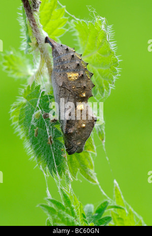 Vanessa Atalanta Vanessa Atalanta pupa o crisalide appeso ortica pianta Oxfordshire UK Foto Stock