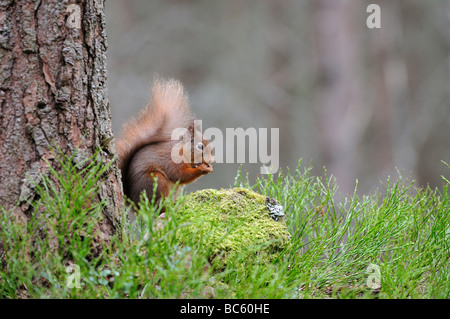 Scoiattolo rosso Sciurus vulgaris sat a base di albero di mangiare un dado Cairngorms Scozia Scotland Foto Stock