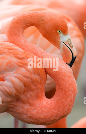 Fenicotteri (Phoenicopteriformes), close-up Foto Stock