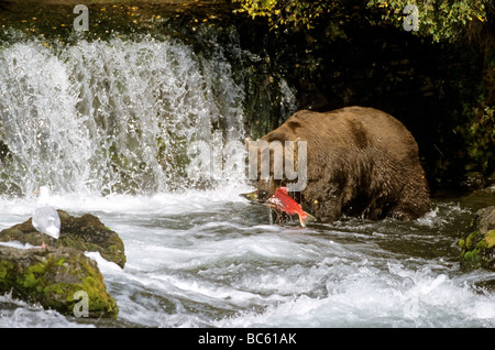 L'orso bruno (Ursus arctos) depredavano il Salmone Sockeye nel fiume Brooks Falls, Brooks River, Katmai National Park, Alaska, STATI UNITI D'AMERICA Foto Stock