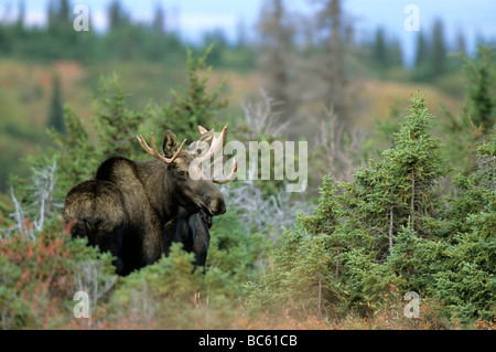 Unione elk (Alces alces) in piedi nella foresta, Chugach State Park, Alaska, STATI UNITI D'AMERICA Foto Stock