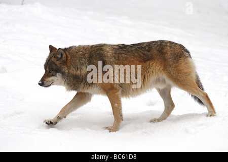 Close-up di lupo (Canis lupus) a piedi nella neve, il Parco Nazionale della Foresta Bavarese, Baviera, Germania Foto Stock