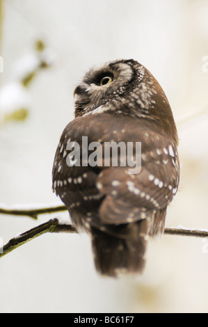 Close-up di civetta capogrosso (Aegolius funereus) appollaiate sul ramo, Baviera, Germania Foto Stock