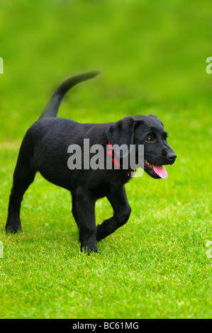Il Labrador a camminare in campo, Franconia, Baviera, Germania Foto Stock