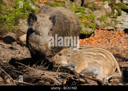 Il cinghiale (Sus scrofa) in piedi con la sua piglet in foresta, Parco Nazionale della Foresta Bavarese, Baviera, Germania Foto Stock