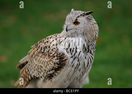 Close-up della Milky gufo reale (Bubo bubo) Foto Stock