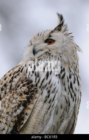 Close-up della Milky gufo reale (Bubo bubo) Foto Stock