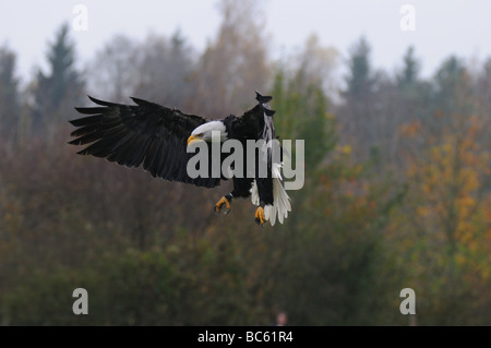 Aquila calva (Haliaeetus leucocephalus) in volo Foto Stock
