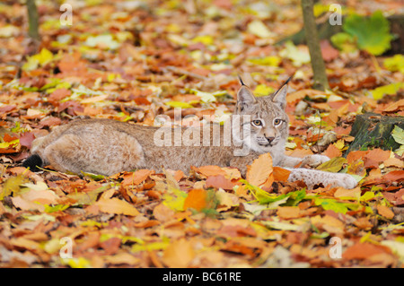 Bobcat (Lynx rufus) di appoggio nella Foresta, Parco Nazionale della Foresta Bavarese, Baviera, Germania Foto Stock