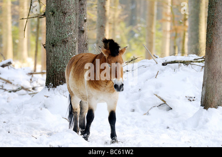 Cavallo di Przewalski (Equus caballus przewalskii) passeggiate in foresta, Parco Nazionale della Foresta Bavarese, Baviera, Germania Foto Stock