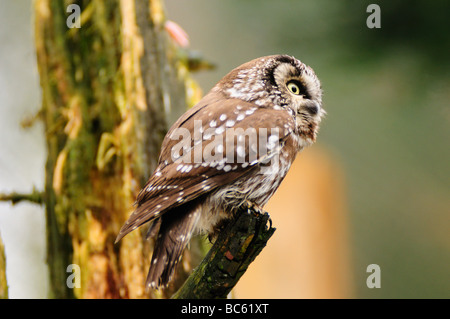 Close-up di civetta capogrosso (Aegolius Funereus) appollaiate sul ramo, Parco Nazionale della Foresta Bavarese, Baviera, Germania Foto Stock