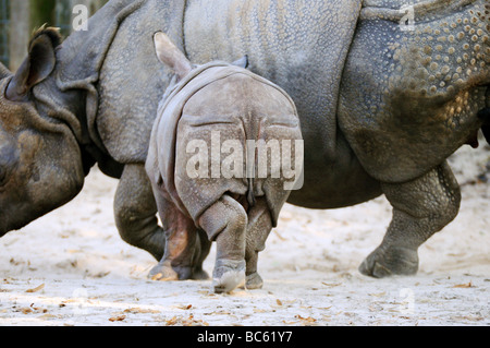 Close-up di rinoceronte indiano (Rhinoceros unicornis) Passeggiate con i suoi giovani in zoo Foto Stock