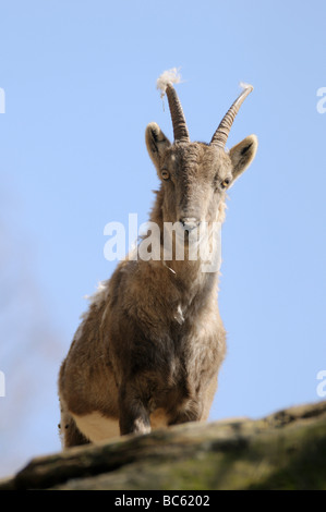 Close-up di capra domestica (Capra aegagrus hircus) permanente sulla montagna Foto Stock