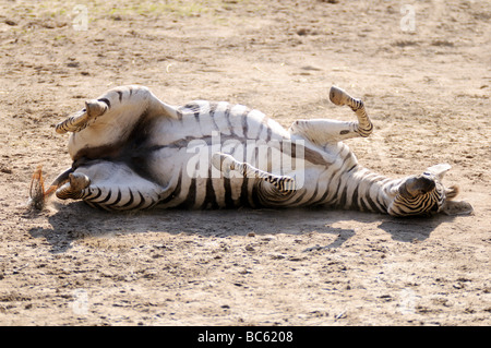 Close-up di pianura Zebra (Equus quagga) laminazione sul paesaggio Foto Stock