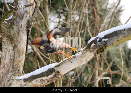 La Harris Hawk (Parabuteo unicinctus) lasciando tree Foto Stock