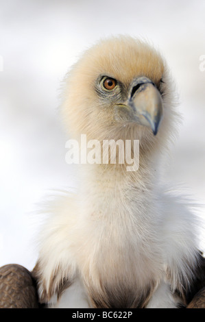 Close-up di avvoltoio grifone (Gyps fulvus), Baviera, Germania Foto Stock