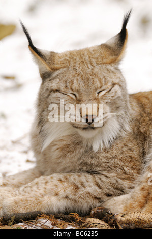 Close-up di lynx dormire nella foresta Foto Stock