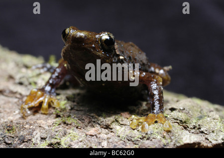 Maschio Treefrog Borneo, Metaphrynella sundana, noto anche come foro albero Rana Foto Stock