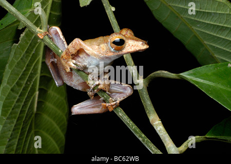 Collett la raganella, Polypedates colletti, seduti in una struttura ad albero Foto Stock