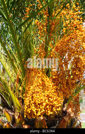 Frutto del Pindo Palm Arecaceae butia capitata ci Brasilie Giardino Botanico Stellenbosch Sud Africa Foto Stock