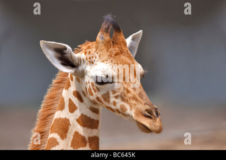 Baby giraffe, Giraffa camelopardalis Foto Stock