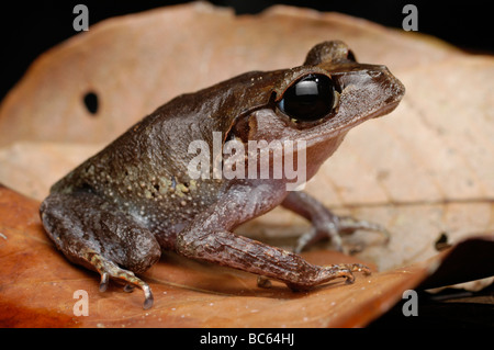 Cucciolata di pianura Rana, Leptobrachium abbotti Foto Stock