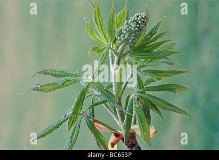 Buckeye tree (Aesculus glabra) da bud a bacche. Fioritura buckeye - 4 in serie, Midwest USA Foto Stock