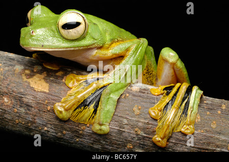 Un verde Wallace's Flying Frog, Rhacophorus nigropalmatus, con giallo palmati piedi Foto Stock