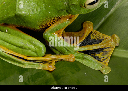 Un verde Wallace's Flying Frog, Rhacophorus nigropalmatus, con giallo palmati piedi Foto Stock